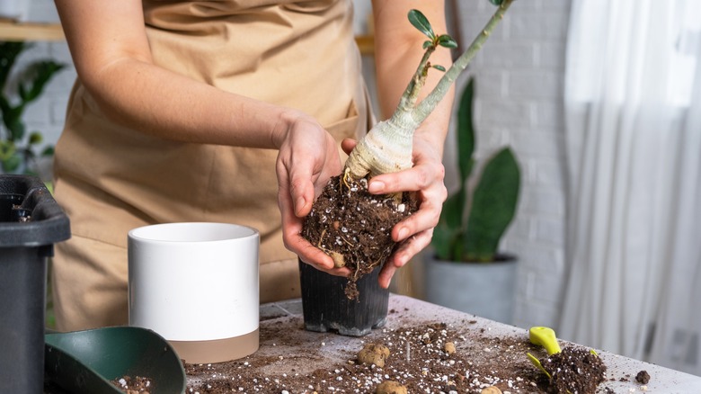 Repotting succulent