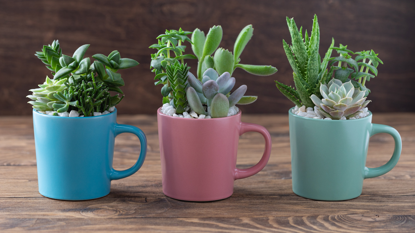 Think Twice Before Tossing Old Mugs. Turn Them Into Unique Planters Instead