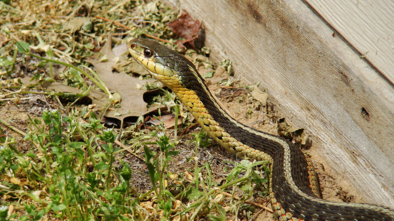 snake lurking in yard
