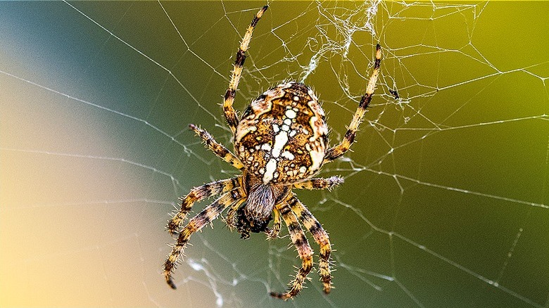 Garden orb weaver with fly