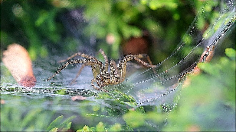 Wolf spider in garden web