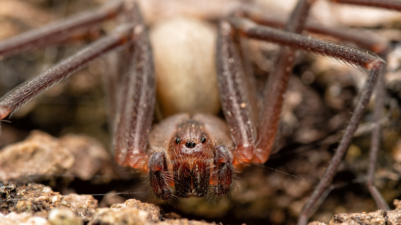 brown recluse on rock