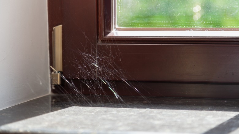 spider web on window sill