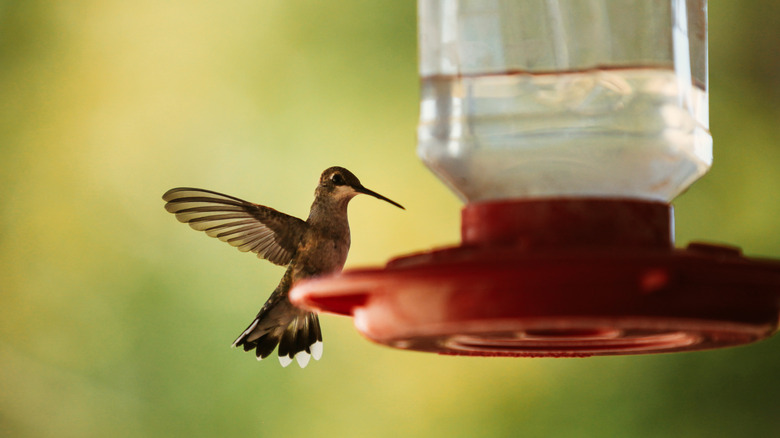 Hummingbird drinking from feeder