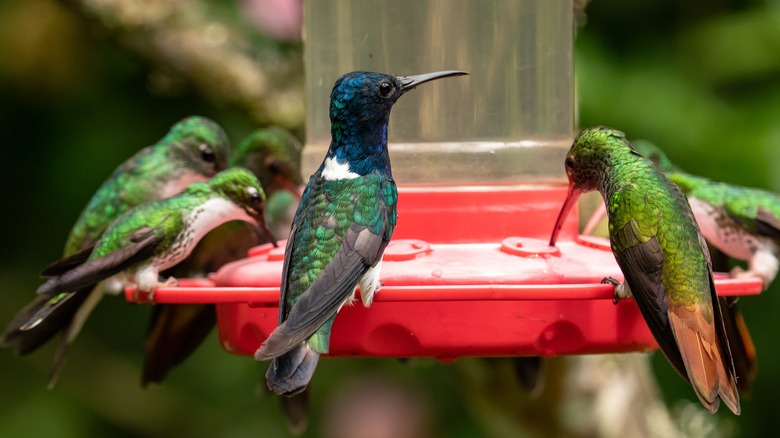 birds on hummingbird feeder