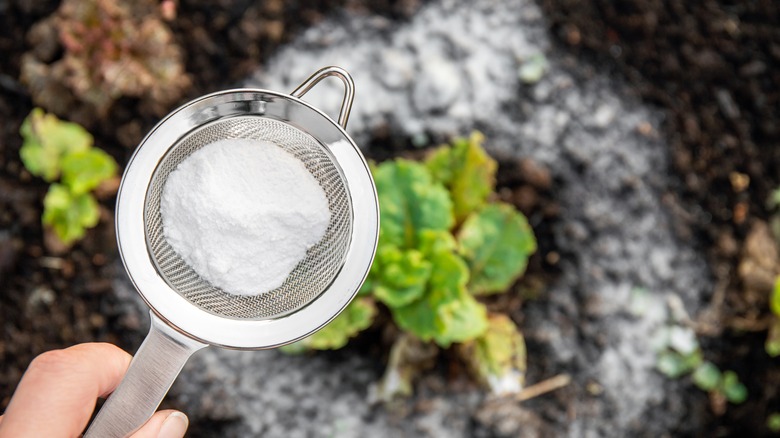 Baking soda being spread around garden