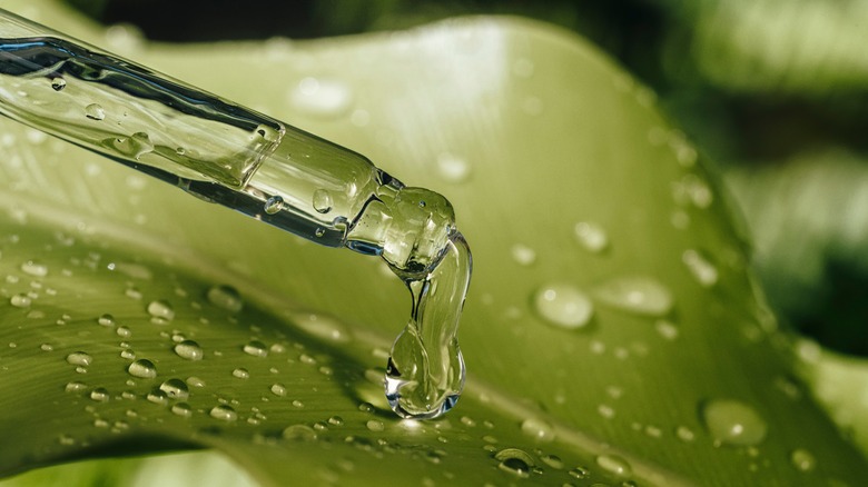 Essential oil drop onto leaf