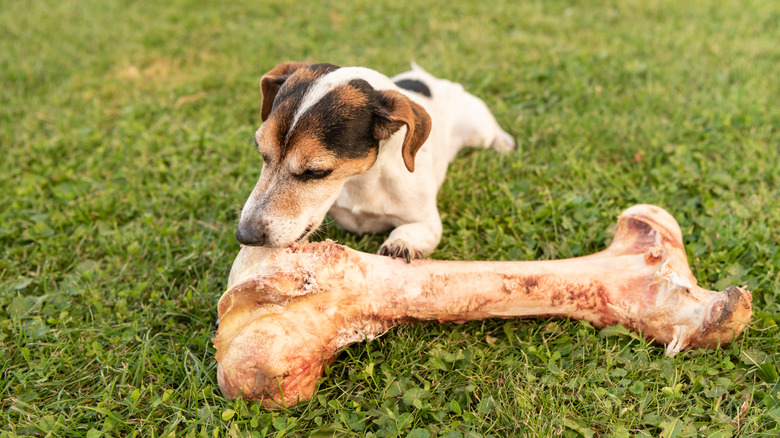 Dog chewing on bone