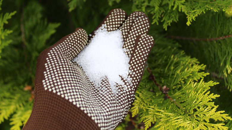 Holding Epsom salt