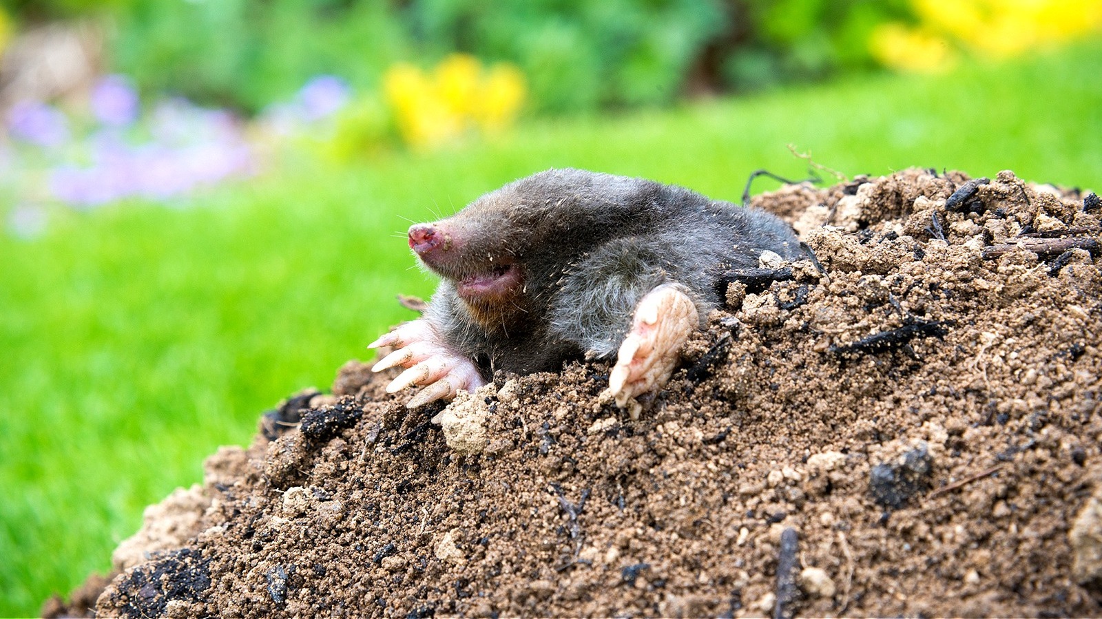 How to get rid of Moles