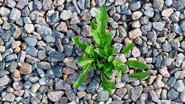 weed growing out of gravel