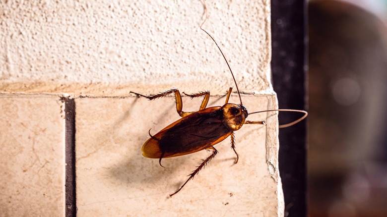 cockroach on wall