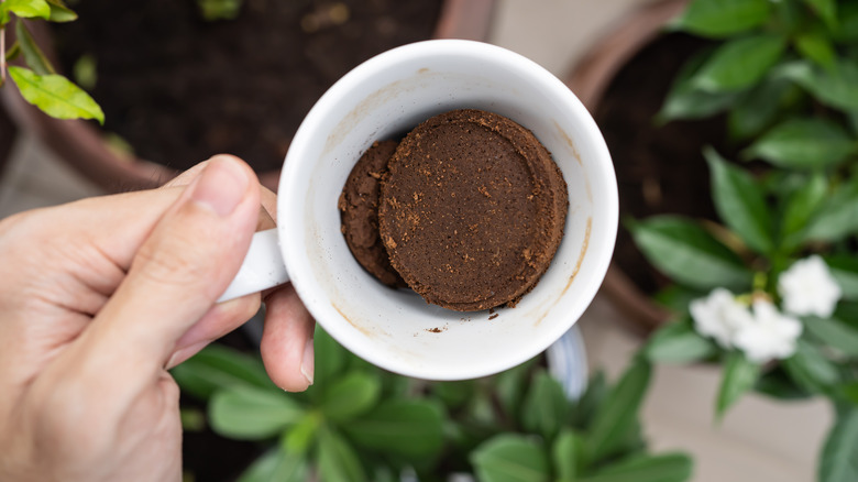 Used coffee grounds being applied in garden