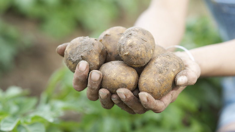 Hands holding potatoes from garden