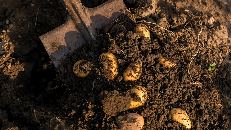 Shovel collecting potatoes from ground