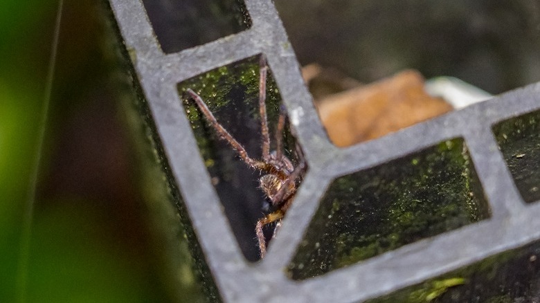 Spider hiding inside a hole