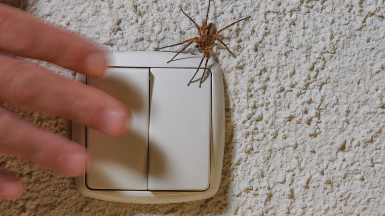 spider on light switch