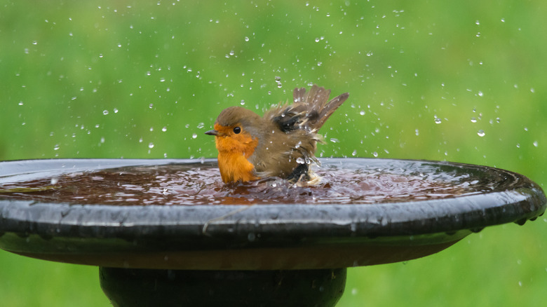 A Robin having a bath