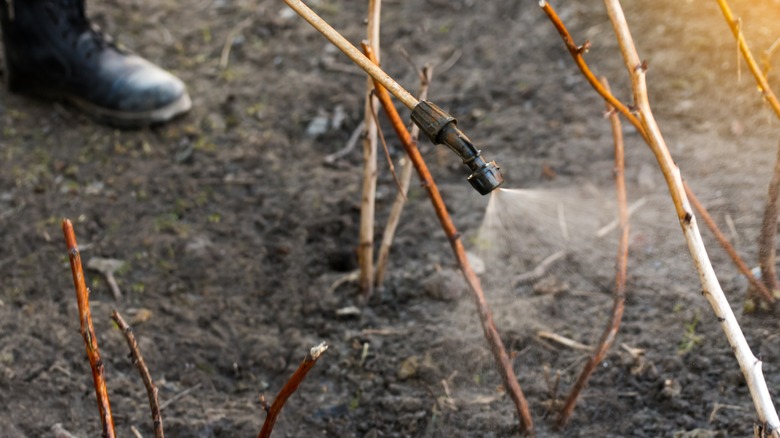 A person using fertilizer 