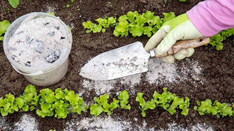 A gardener sprinkling wood ash 