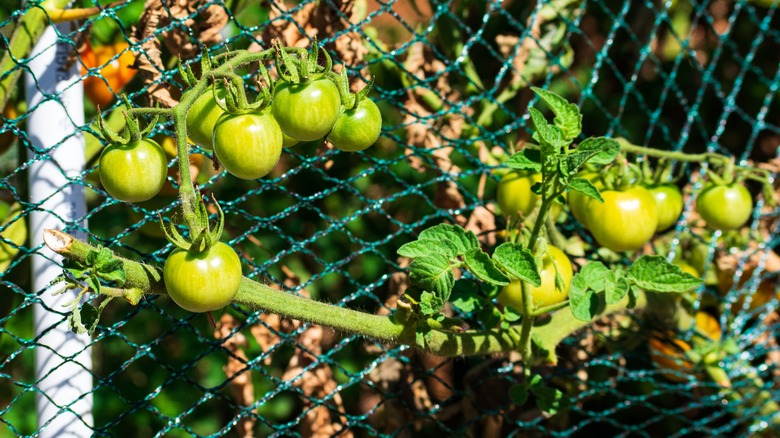 unripe tomatoes with protective netting