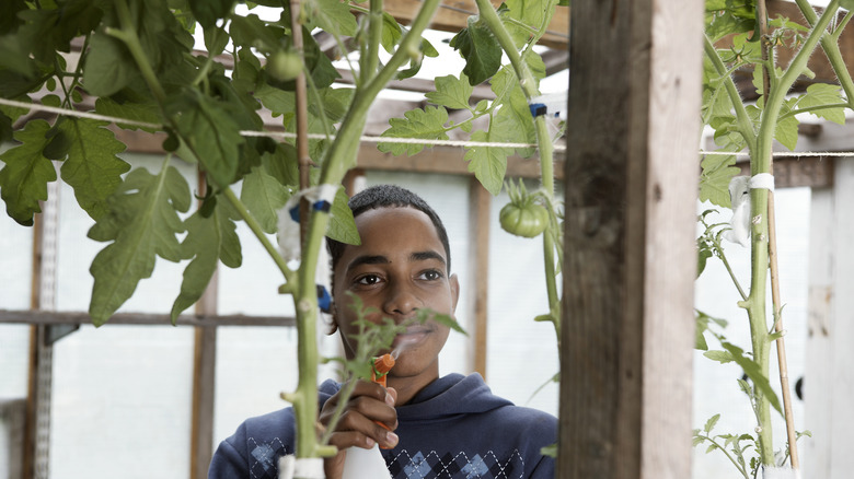 Young man sprays tomato plants