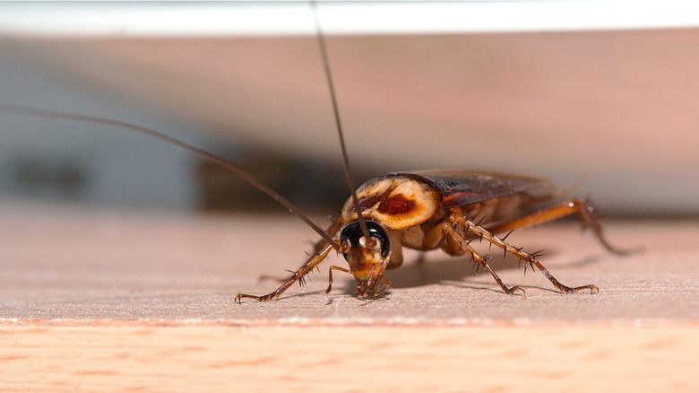 Close-up of cockroach on floor