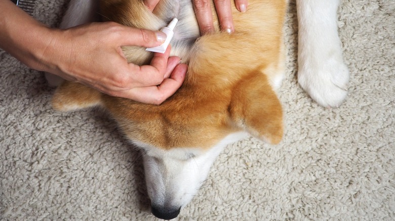 Dog receiving flea treatment