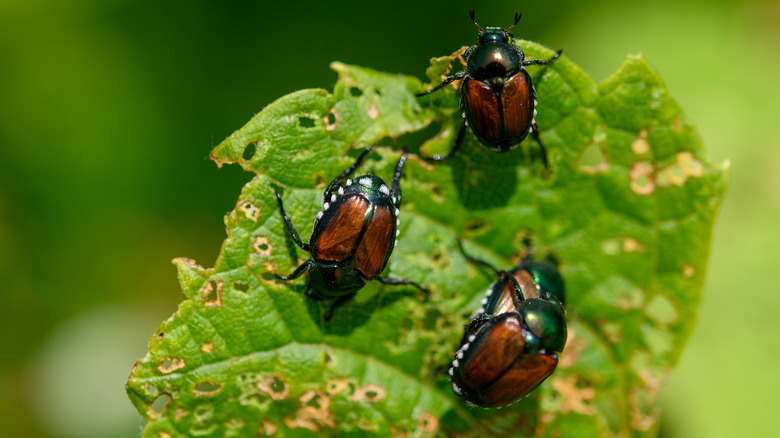 Japanese beetles on leaf