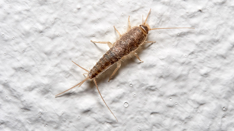 silverfish crawling on wall