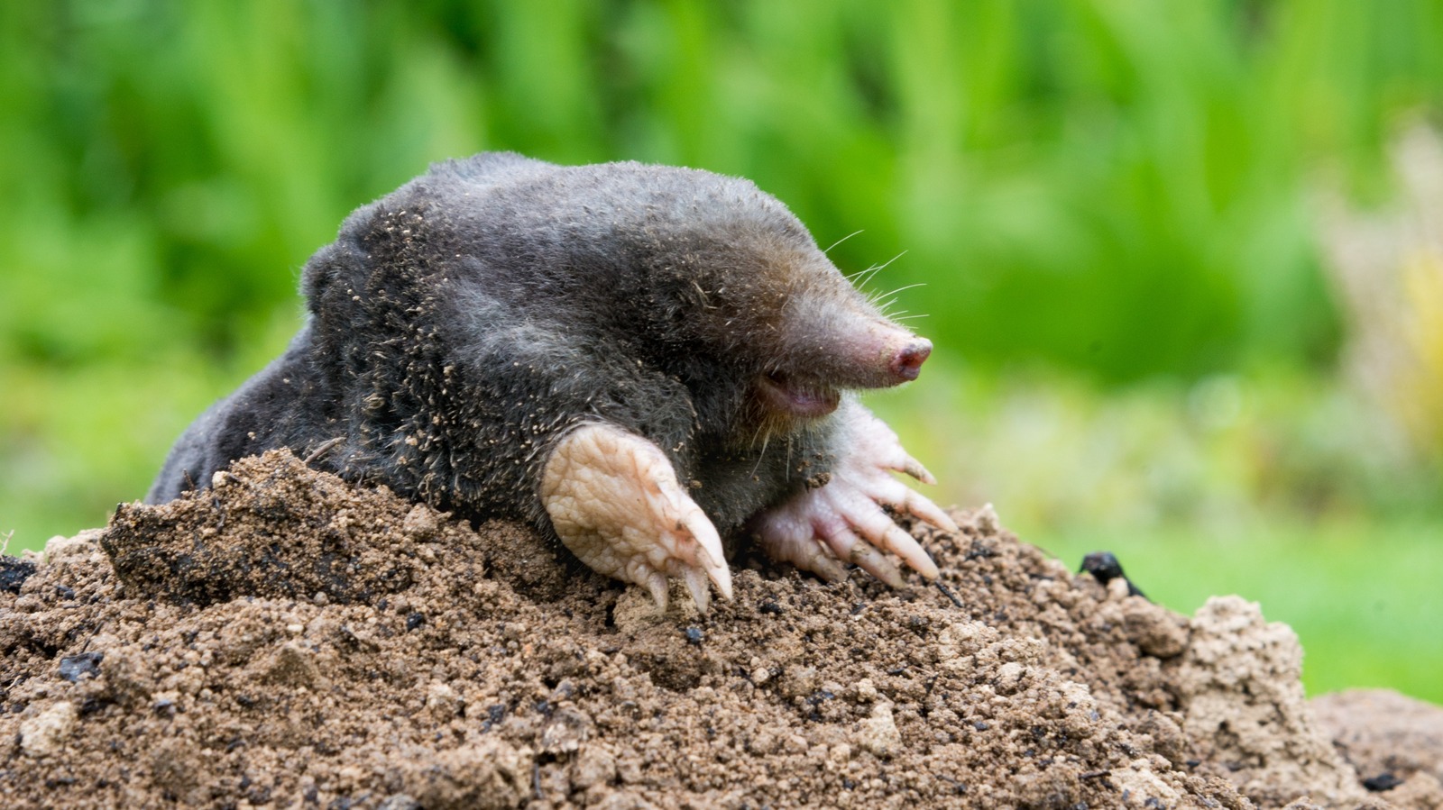 Think Twice Before Using WD-40 To Get Rid Of Garden Moles