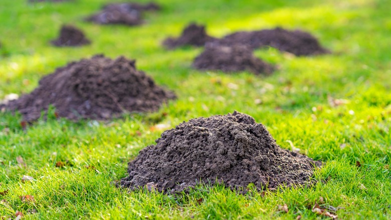 Molehills in grass