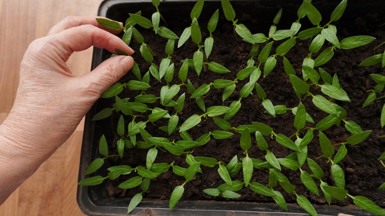 Hand thins seedlings