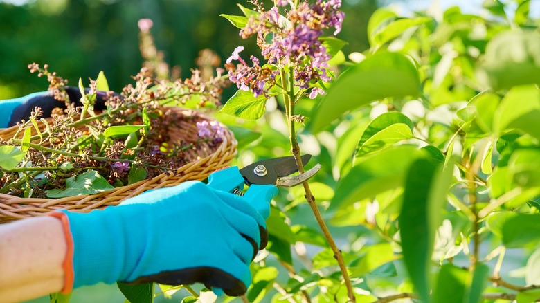 Gardener prunes spent lilac bush