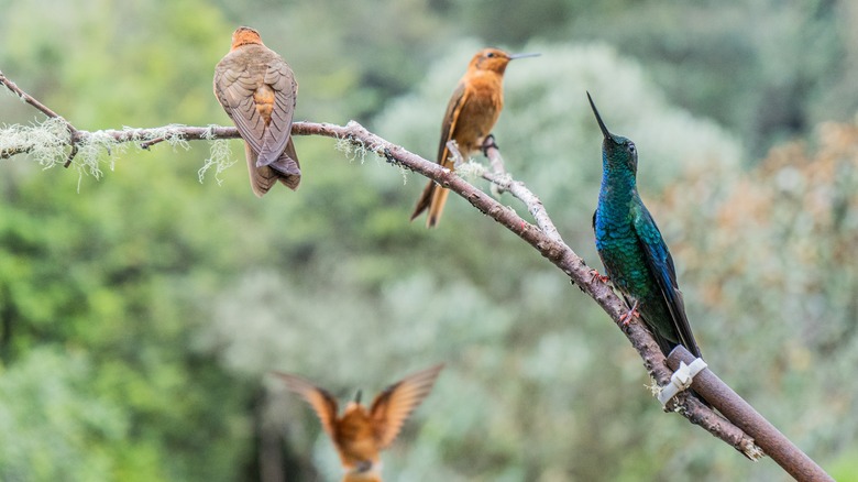 group of varied hummingbirds