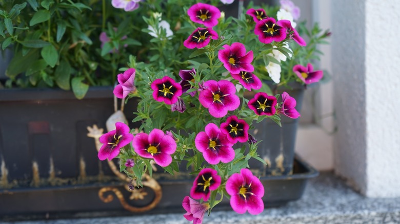 Calibrachoa plants 