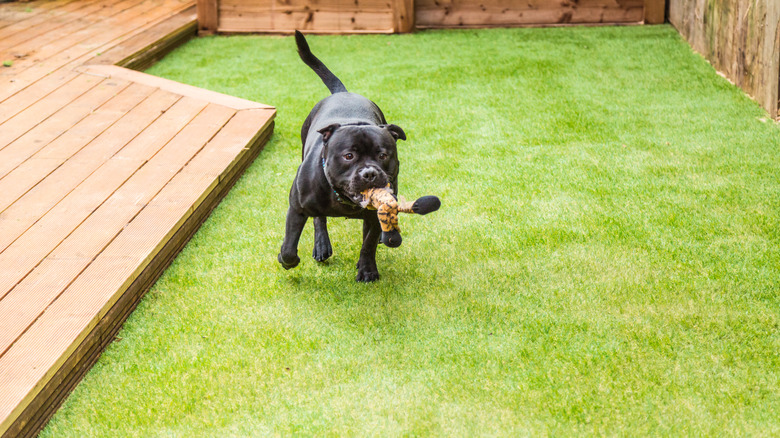 Dog playing on artificial turf