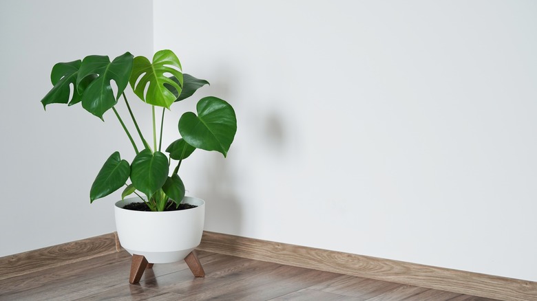 monstera plant