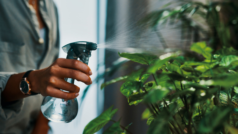 Person spraying plant with liquid