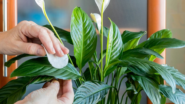 Person wiping houseplant with cotton