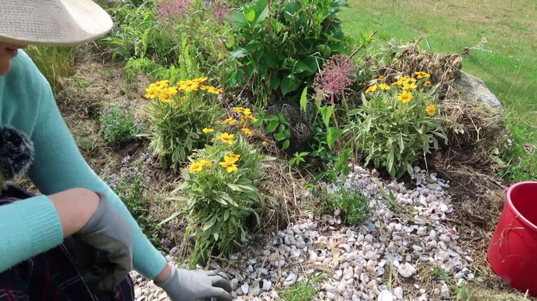 Garden with fresh shell mulch