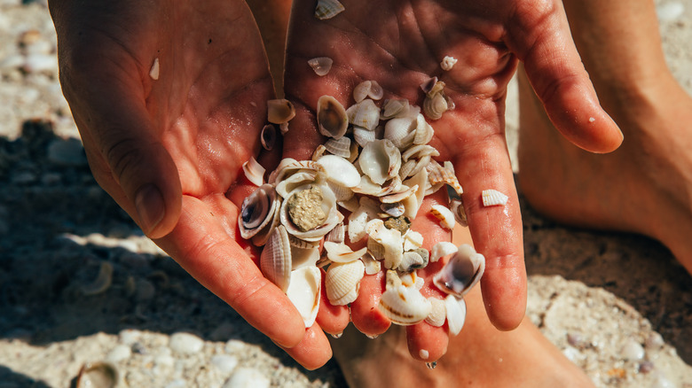 collecting seashells at the beach