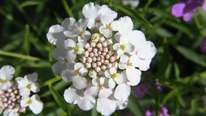 Candytuft flowers