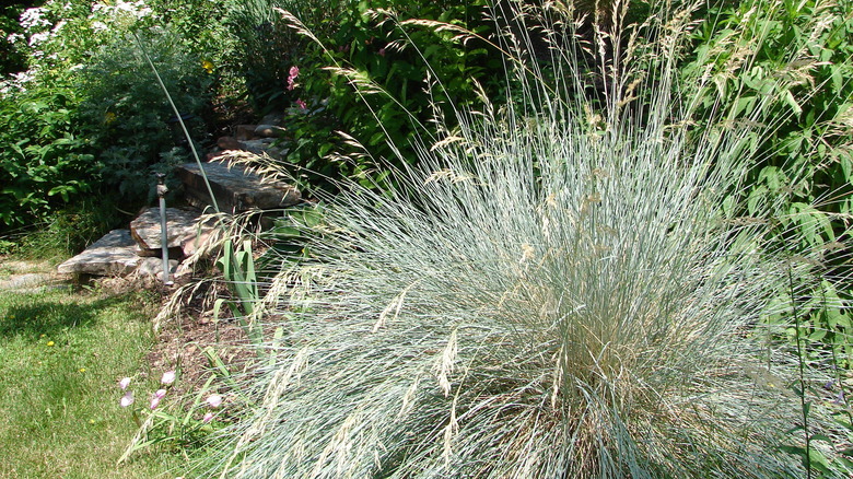 blue oat grass