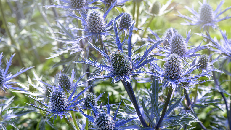 Sea holly plants