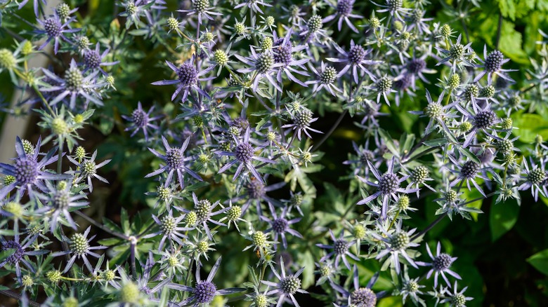 Sea holly plants in garden