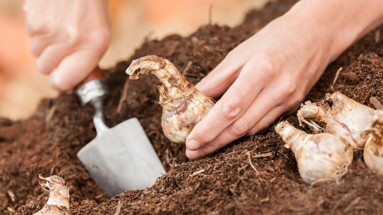 hands digging hole and holding flower bulb