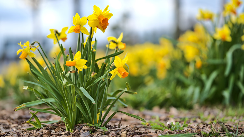 yellow daffodils in the ground