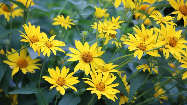 Oxeye sunflowers