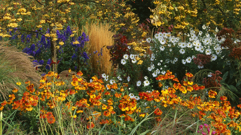 Autumn flower garden